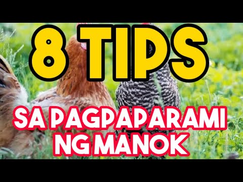 Video: Mga Tip Sa Pangangalaga Ng Manok