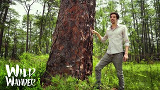 400+ Year Old Longleaf Pine Tree | Florida Environmental Education | Wild Wander