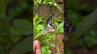 vandinethedum poovinmottu #youtubeshorts #butterfly #pupae #