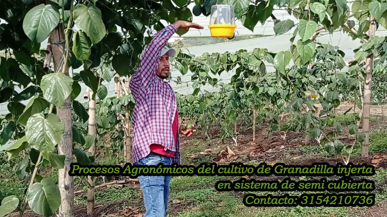 Cultivo de Granadilla por Adalberto Rodriguez