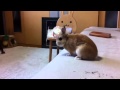 ウサギのモキュ様 朝のスーパージャーンプ