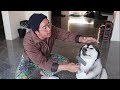 Vietnamese dad takes care of dog