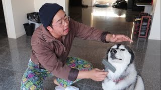 Vietnamese Dad takes care of Dog