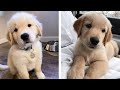 Cute Golden Puppies Help You Relax After Tiring Day 🐶🥰 | Cute Puppies