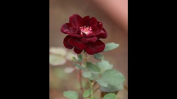 سورة الزمر القارئ ياسر الدوسري