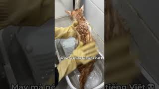 May Nó Là Mèo Rừng Châu Phi Nên Không Biết Tiếng Việt