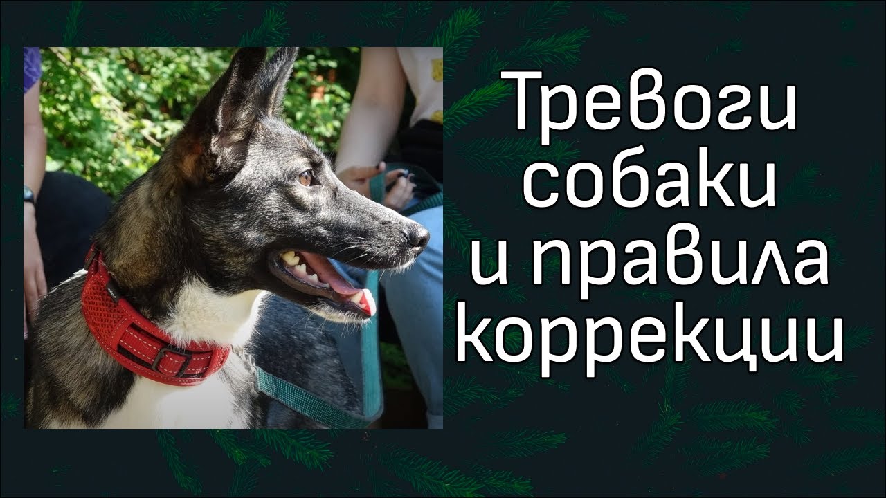 Разбор видео с канала ДогТренинг. Как НЕ надо работать с тревожностью ...