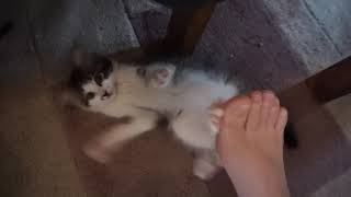 Jigs kitten foot freak out