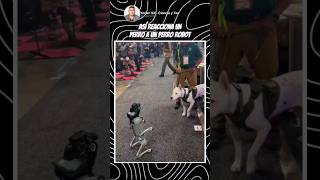 Perro vs Perro robot 🤖