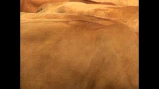 Al Baqarah 02 HQ- salah hashem