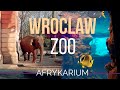 Вроцлавский зоопарк 2021 (Wroclaw ZOO Oceanarium Afrykarium)