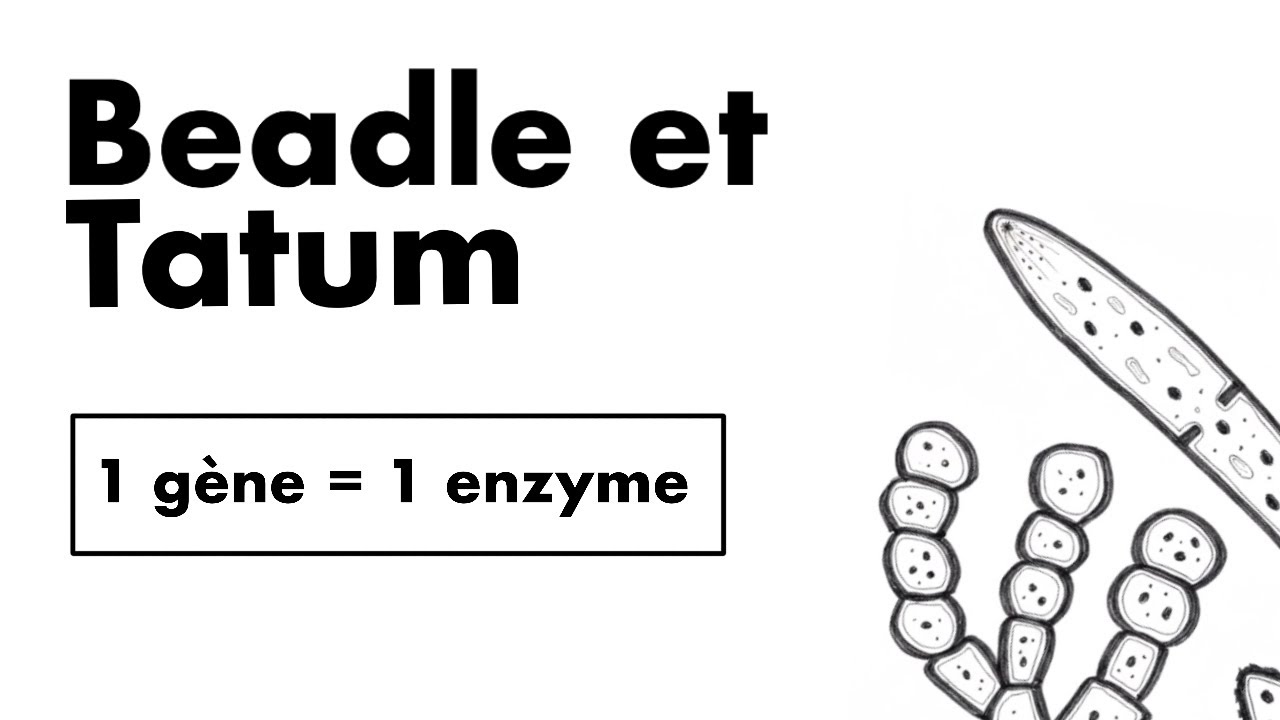 L’EXPÉRIENCE QUI A RÉVOLUTIONNÉ LA GÉNÉTIQUE : Beadle et Tatum expliquée 