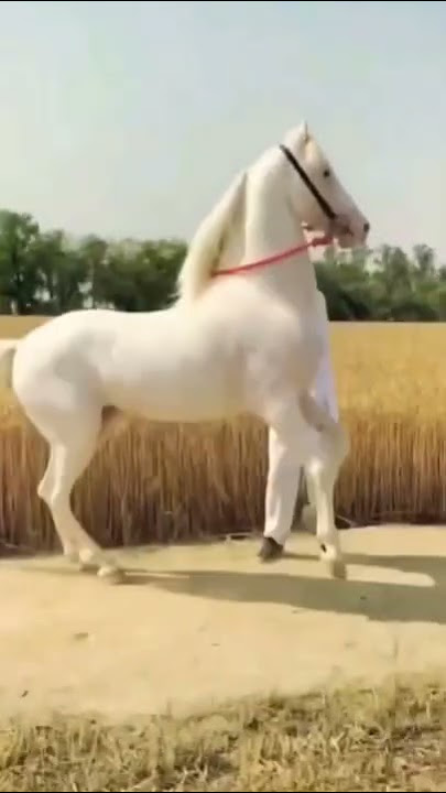 Horse video|| Marwari horse video||#horse #shorts #trending #youtubeshorts #short#shots#marwari