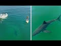 Great White Shark Appears Behind a Paddleboarder & I Capture Some of My Closest Footage