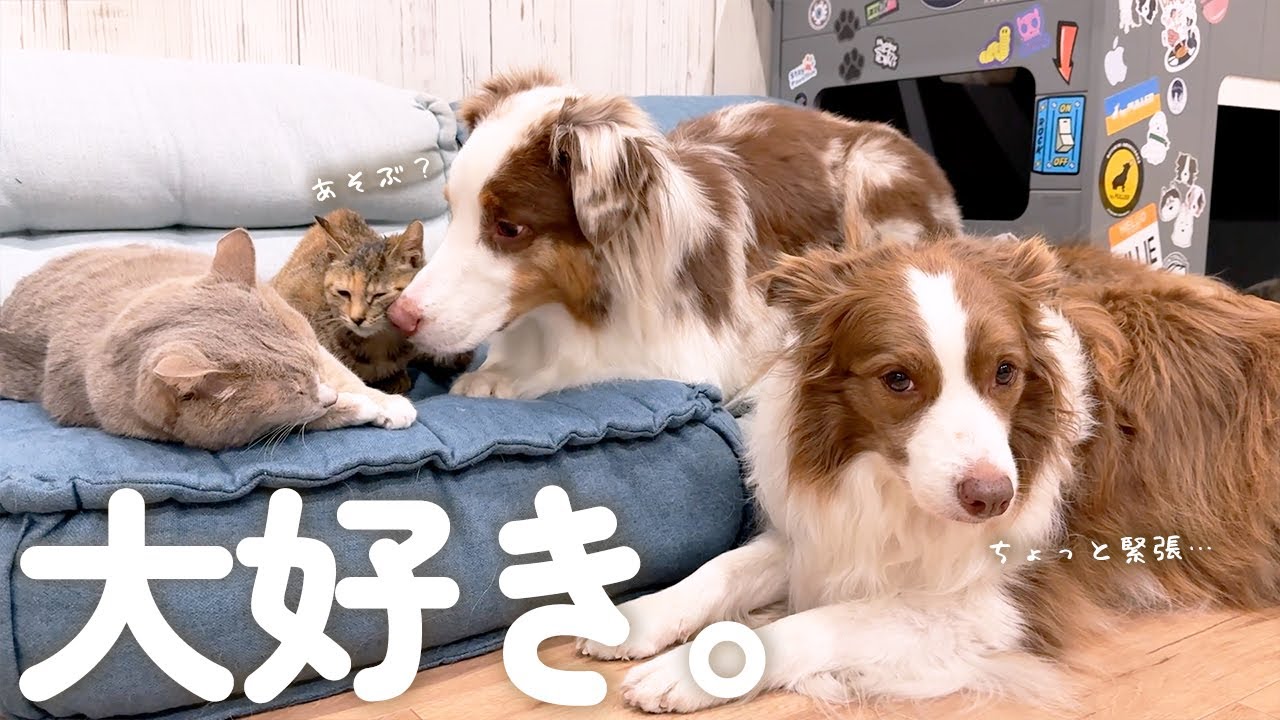 大好きな猫ちゃん達が遊びに来た瞬間、嬉しすぎてプチパニックになっちゃう犬が可愛すぎた😂【ボーダーコリー・オーストラリアンシェパード】