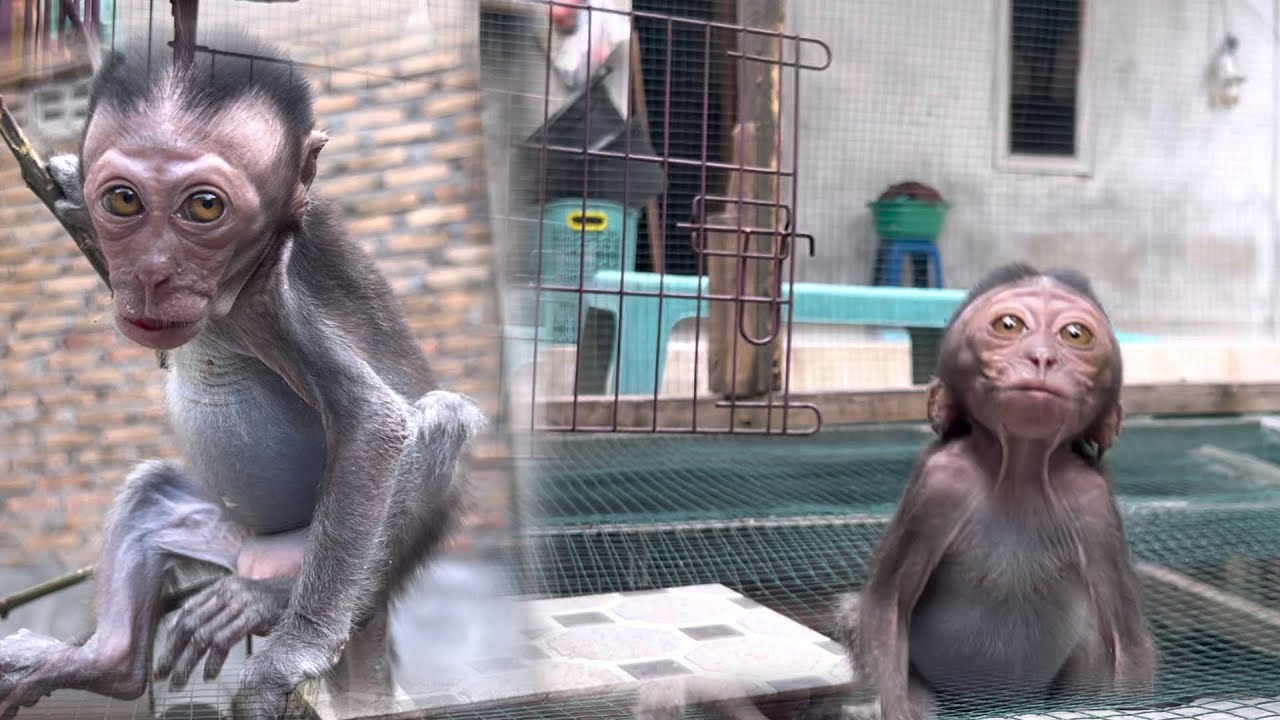 The little monkey robin's scary facial expression when he saw me was so cute