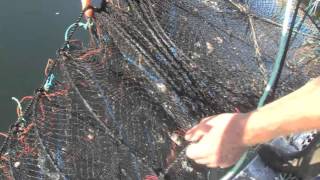 Okeover Deep Water Oyster Lease For Sale