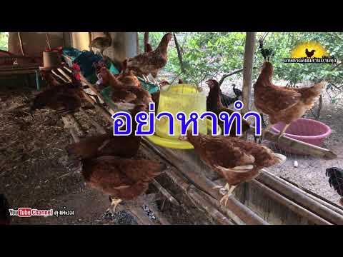 วีดีโอ: วิธีให้อาหารไก่ตัวผู้