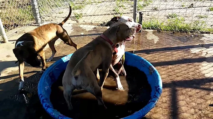 Sid and his buddy playin' in the pool