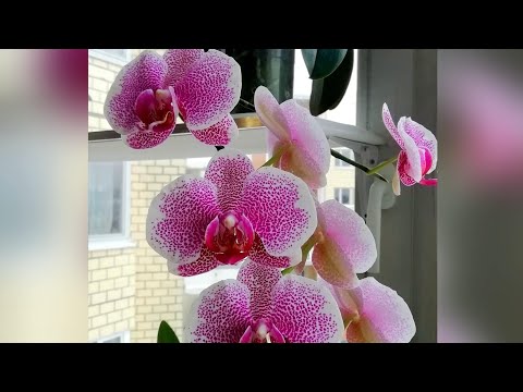 21июня - Международный ДЕНЬ ЦВЕТКА! 🌺🌷🌹