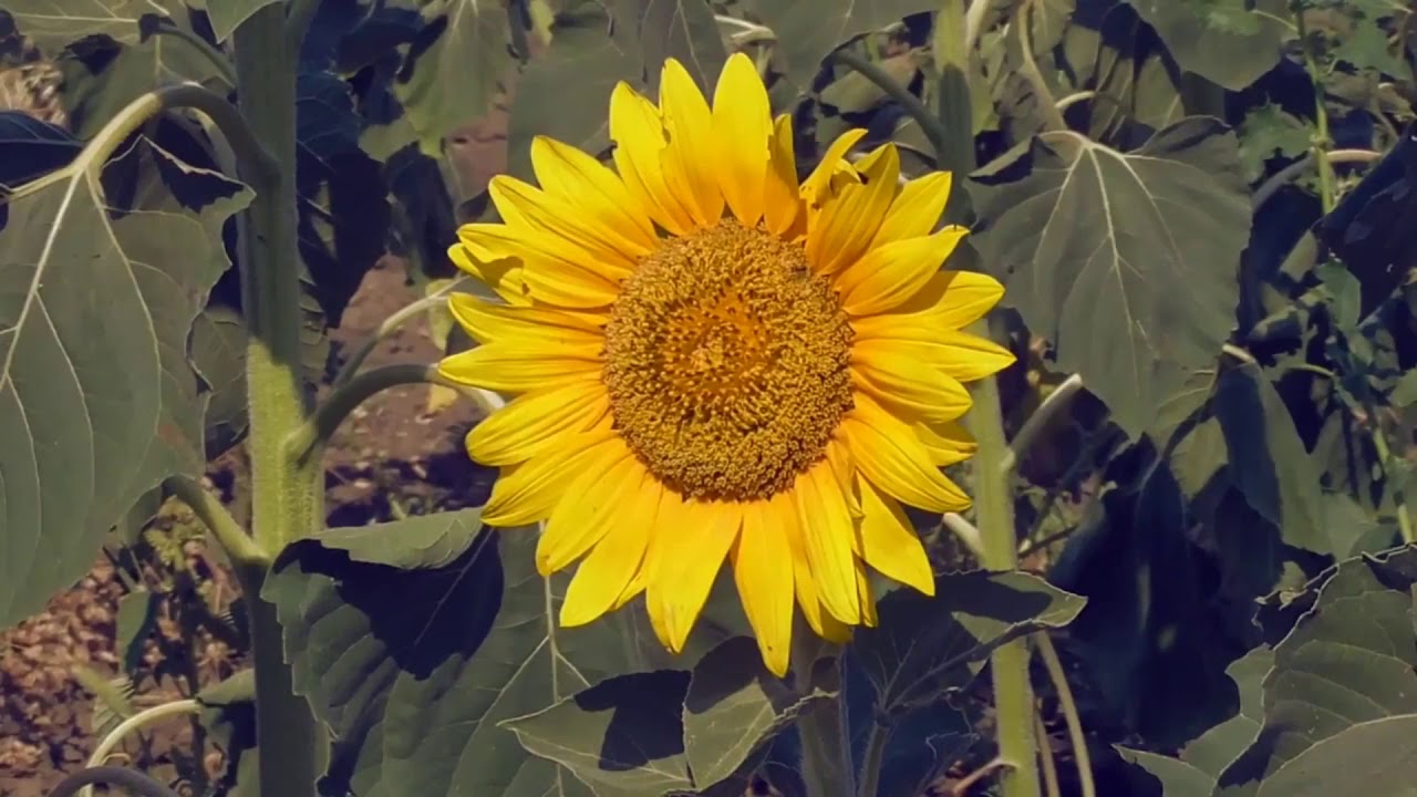 с.Каменское.Крым.Азовское море..приглашаем на отдых - YouTube