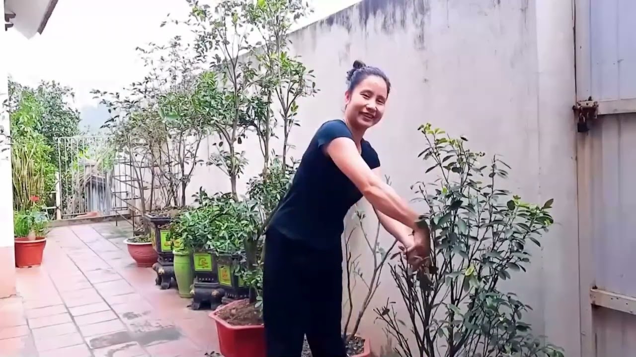 QUY TRÌNH CẮT TỈA QUÂT VÀ TRỒNG LẠI QUẤT SAU TẾT -TẠI GIA NGÂN HÀ