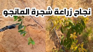 نجاح زراعة شجرة المانجو بعد اشهر من الزراعة