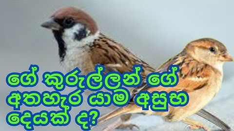 ගේ කුරුල ගැන විස්තර | ගේ කුරුල්ලා ගැන රචනා | ge kurulla gana visthara | ge kurulla in sinhala