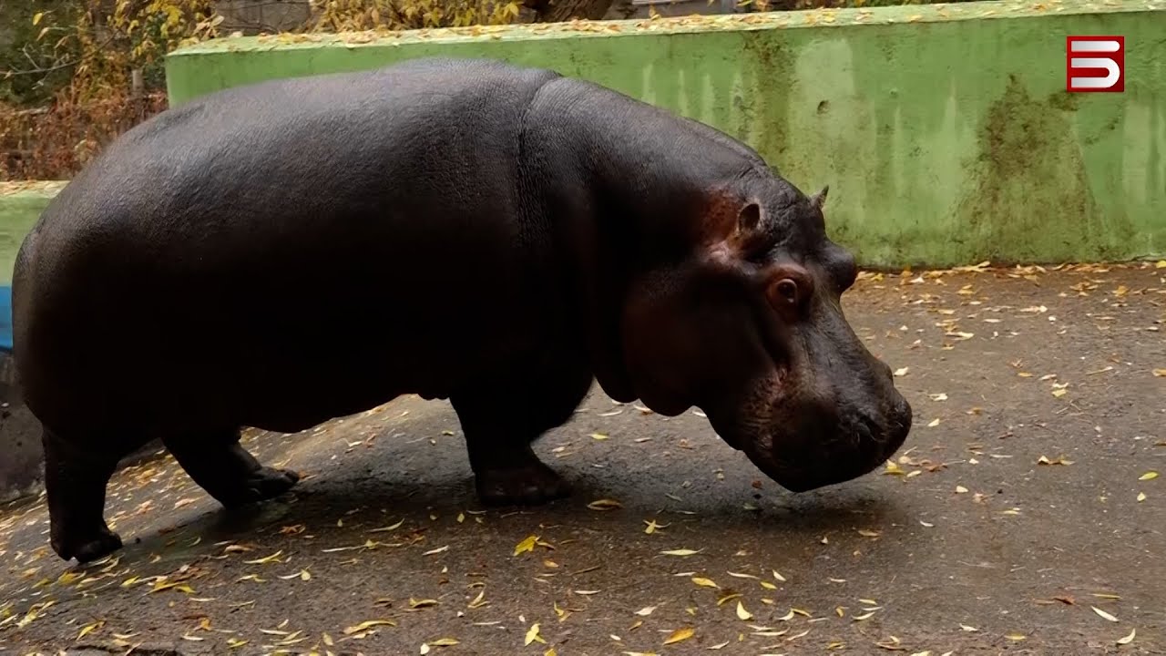 Թայֆուն Մանուկի Մանուկյան. Հայաստանի միակ գետաձին դարձավ 14 տարեկան, բայց լիարժեք երջանիկ չէ