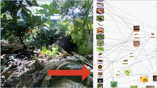 How to make a digital food web of your vivarium. (The start)