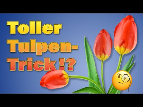 Warum wachsen Tulpen in der Vase weiter?