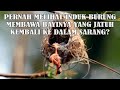 Bagaimana Induk Burung Menolong Bayinya yang Jatuh Dari Dalam Sarang?