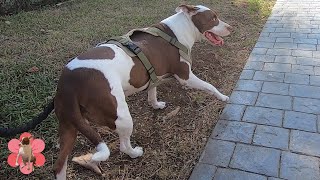 My pitbull dog loves going on a walk, she is obsessed with hunting