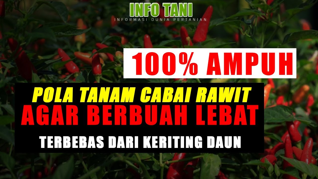 Cara Menanam Cabai Agar Terbebas dari Kriting Daun ~ Berbuah Lebat