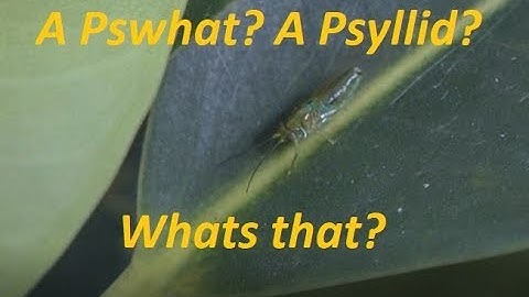 What is this strange bug? watch the life cycle of the Psyllid