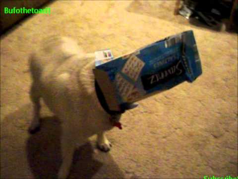 stuck pug pug gets his stuck in a box stuck pug pug gets his stuck in a box