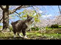 旅猫 ニャン吉のやる気のないLive 2026.5.3