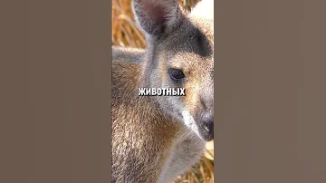 Самые редкие животные в Мире