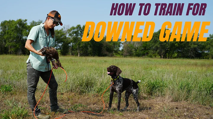 HOW To TRAIN Your Dog to Find Downed GAME - NEVER Lose another Bird! (Video 19)