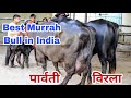 👍💪 Strongest Bloodline Murrah Bull - Virla ☝️☝️ Karmveer Breeding Farm. Mother-Parvati