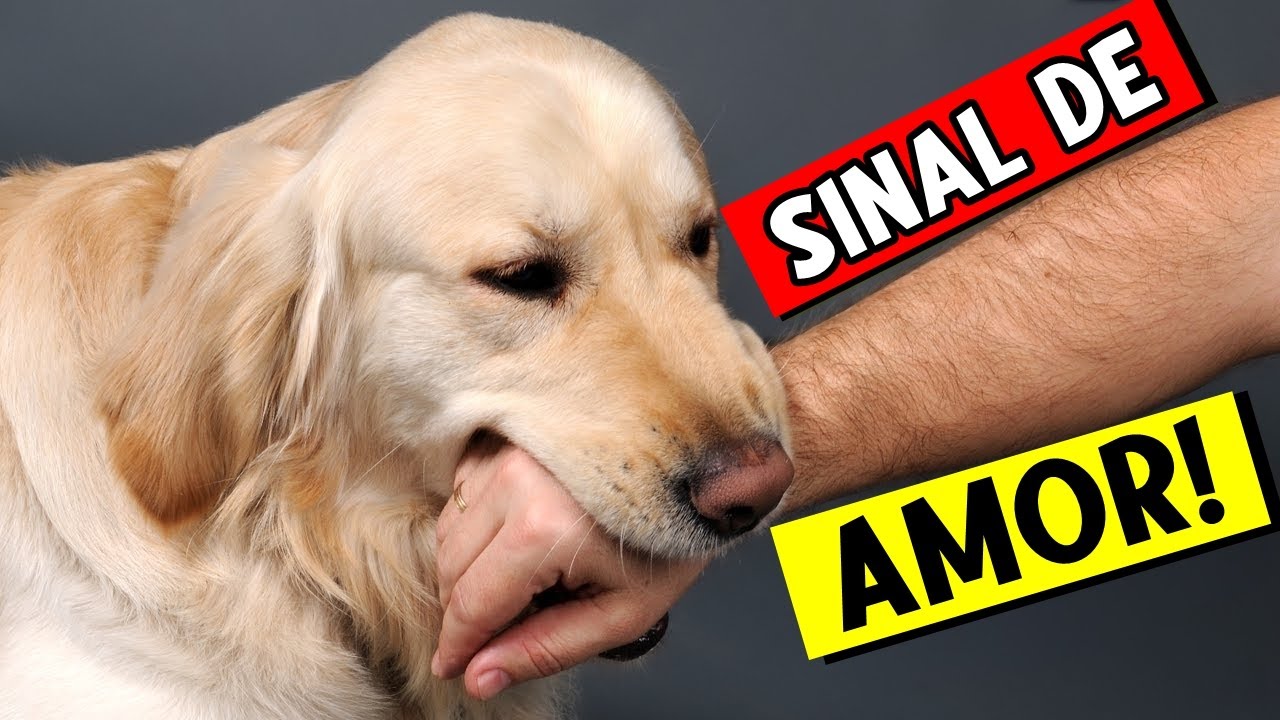 15 Sinais que seu cachorro te CONSIDERA a MÃE dele! 🐕🧡