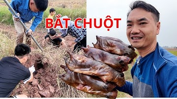 Săn chuột đồng mùa gặt: Kiếm tiền triệu mỗi ngày ở Tiền Hải?