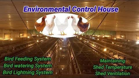 Poultry Environmental Control House |vlog#5| How To Manage All System |🐓🐥🐔| #controlhouse