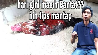 MERAWAT AYAM BANTAT