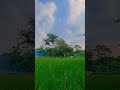 POV: A Quiet Evening in the Rice Fields 🌾