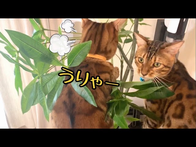 観葉植物をヤるつもりですねお前達…