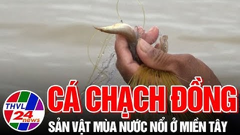Cá chạch đồng - Sản vật mùa nước nổi ở miền Tây
