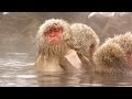 Watch Snow Monkeys Grooming Each Other | Nature on PBS