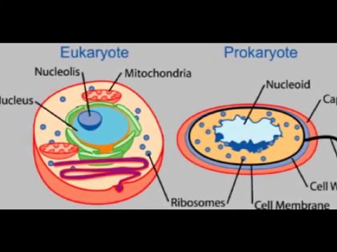Cytoskeleton Video - YouTube