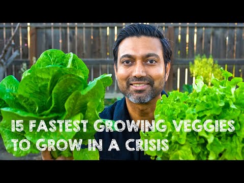 15 Fastest Growing Survival Vegetables to Grow in a Crisis 